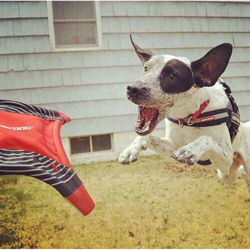 �h�b�O�X�^�[�t���C���[ ���b�h  EZ _8