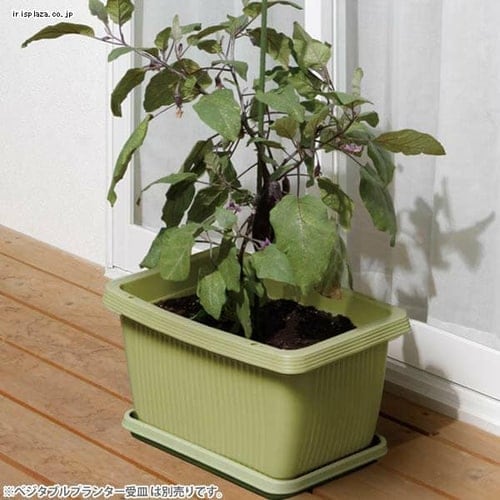 ベジタブルプランター 680 ベジタブルグリーン G221335 │アイリス