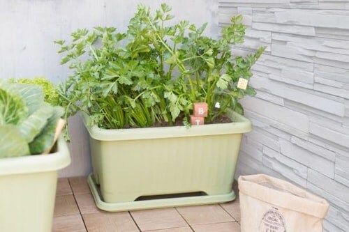 ��x���z���_�[6�{�t���I��y3�Z�b�g�z�G�A�[�x�W�^�u���v�����^�[ 530 �x�W�^�u���O���[��_2