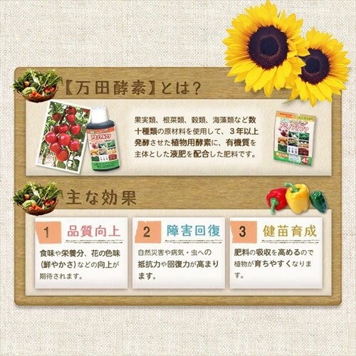 �A���p���c�y�f ����^�C�v_2