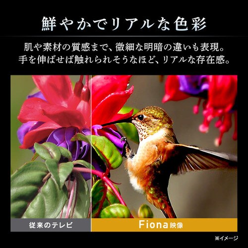 �e���r 65V�^ 4K�Ή� Fiona 65UB10PB�y������s�z_5