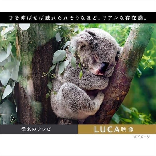 �y�ݒu�����z LUCA 4K�Ή��t���e���r 65�C���` LT-65B625K_15