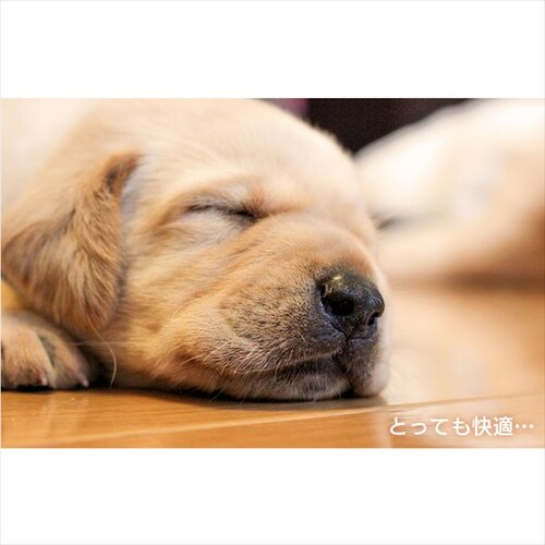 �܂肽���݃P�[�W ���C�g�i�`������ S_10