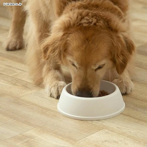 ペットディッシュ D-200 マットホワイト_3