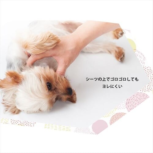 �y464���z �����^ ���z���y�b�g�V�[�c ���M�����[ 116���~4��_15