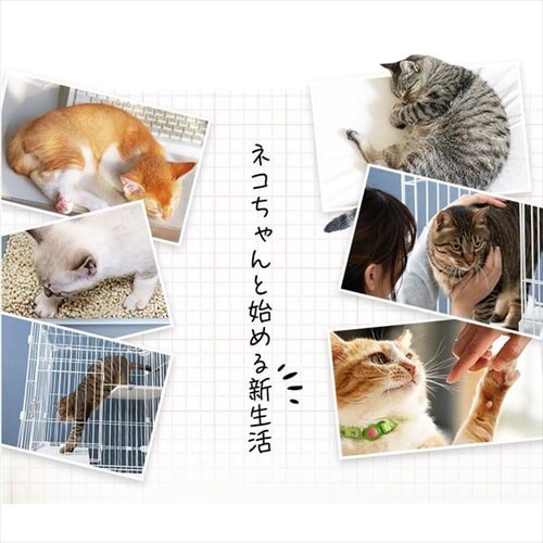 �L���b�g�X�^�[�^�[�Z�b�g PCS-752 �z���C�g_7