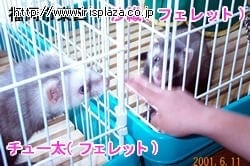 ラビットケージ UK-650パステルグリーン P314655│アイリスオーヤマ