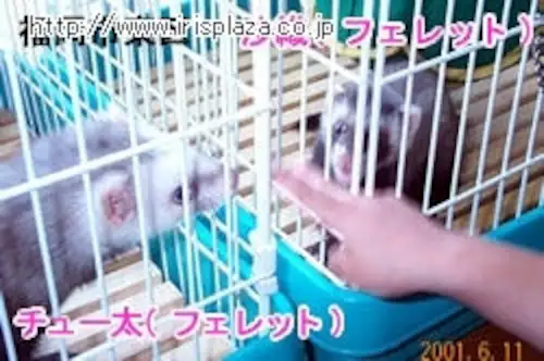 ラビットケージ UK-650パステルグリーン_2