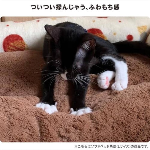 �y�b�g�x�b�h �H�~�p �h�[���^ �O���[ PBDM-480_3