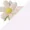 �z���C�g/���͂�