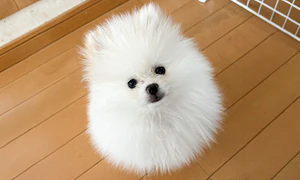 ��
