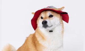 ���E�A�N�Z�T���[