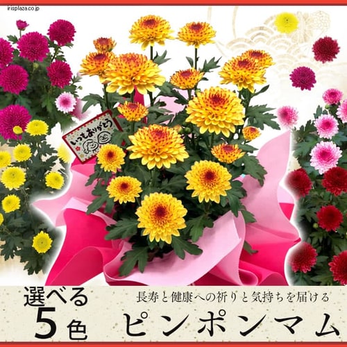 18年敬老の日 敬老の日ギフト 菊 ピンポンマム ピンク 同梱不可 プラザセレクト アイリスプラザ アイリスオーヤマ公式通販サイト