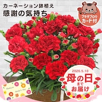 ��̓� 2026 �� �M�t�g ���� �J�[�l�[�V���� ���A�� �I�ׂ�Ԕ� �}�[�K���b�g �A�W�T�C ���z�� 5���� �y���͂���5/6(��)�`5/9(�y)�z�y�����w��s�z�y������s�z