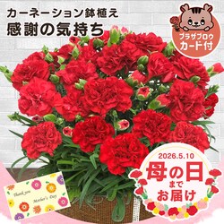 �y2026�N ��̓��z�J�[�l�[�V�������A���u���ӂ̋C�����v���y�\��z5�����{���딭���\��