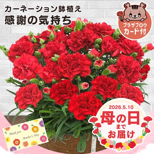 【2026年 母の日】カーネーション鉢植え「感謝の気持ち」_0