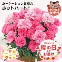 ��̓� 2026 �� �M�t�g ���� �J�[�l�[�V���� ���A�� �I�ׂ�Ԕ� �}�[�K���b�g �A�W�T�C ���z�� 5���� �y���͂���5/6(��)�`5/9(�y)�z�y�����w��s�z�y������s�z