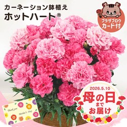 ��̓� 2026 �� �M�t�g ���� �J�[�l�[�V���� ���A�� �I�ׂ�Ԕ� �}�[�K���b�g �A�W�T�C ���z�� 5���� �y���͂���5/6(��)�`5/9(�y)�z�y�����w��s�z���y�\��z5����{���딭���\��