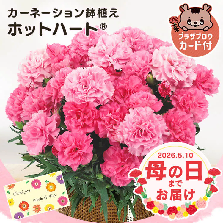�ǉ����i�T���l�C��