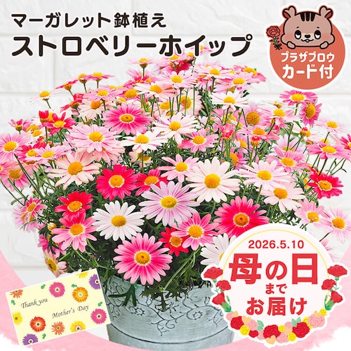 母の日 2026 花 ギフト 生花 カーネーション 鉢植え 選べる花鉢 マーガレット アジサイ 紫陽花 5号鉢 【お届けは5/6(水)〜5/9(土)】【日時指定不可】【代引き不可】_0