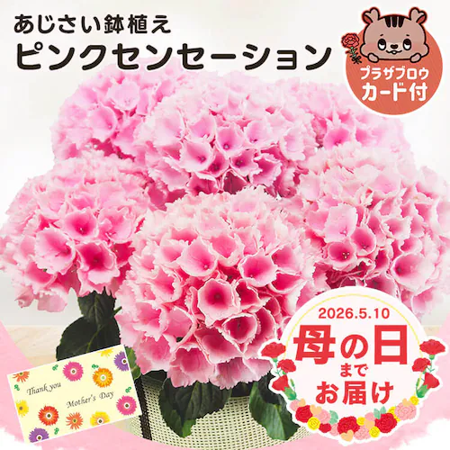母の日 2026 花 ギフト 生花 カーネーション 鉢植え 選べる花鉢 マーガレット アジサイ 紫陽花 5号鉢 【お届けは5/6(水)〜5/9(土)】【日時指定不可】【代引き不可】_0