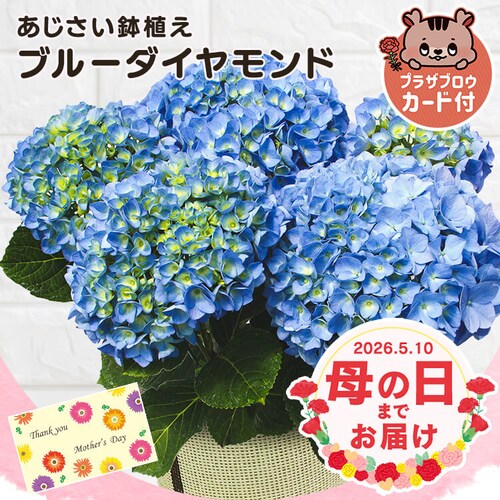 母の日 2026 花 ギフト 生花 カーネーション 鉢植え 選べる花鉢 マーガレット アジサイ 紫陽花 5号鉢 【お届けは5/6(水)〜5/9(土)】【日時指定不可】【代引き不可】_0