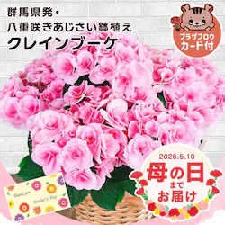 母の日 2026 花 ギフト 生花 カーネーション 鉢植え 選べる花鉢 マーガレット アジサイ 紫陽花 5号鉢 【お届けは5/6(水)〜5/9(土)】【日時指定不可】※【予約】5月上旬ごろ発送予定