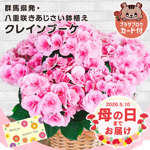 母の日 2026 花 ギフト 生花 カーネーション 鉢植え 選べる花鉢 マーガレット アジサイ 紫陽花 5号鉢 【お届けは5/6(水)〜5/9(土)】【日時指定不可】【代引き不可】_0