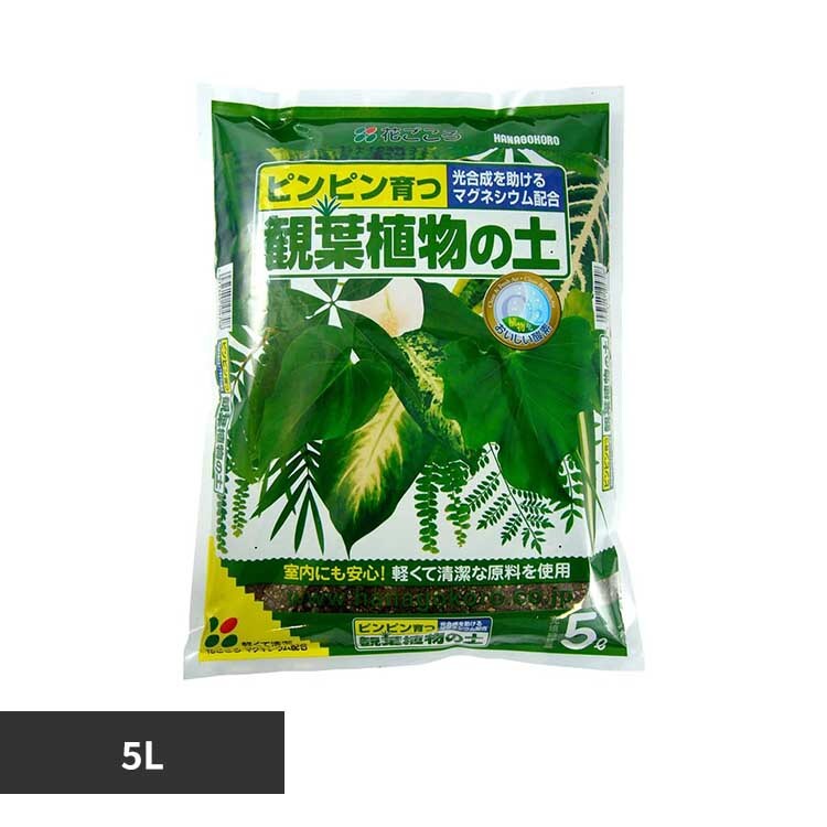 �Ԃ����� �ϗt�A���̓y 5L