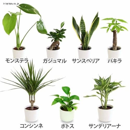 ハートカズラ 1月の観葉植物 アイリスプラザ メディア