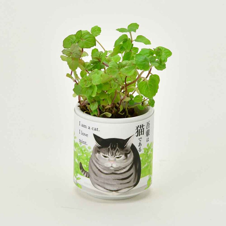 【4種セット】お芽でたおちょこ 吾輩猫(ミント・レモンバーム・ワイルドストロベリー・クローバー) 【プラザセレクト】