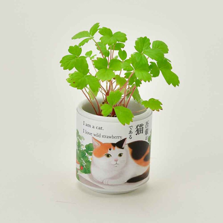 【4種セット】お芽でたおちょこ 吾輩猫(ミント・レモンバーム・ワイルドストロベリー・クローバー) 【プラザセレクト】