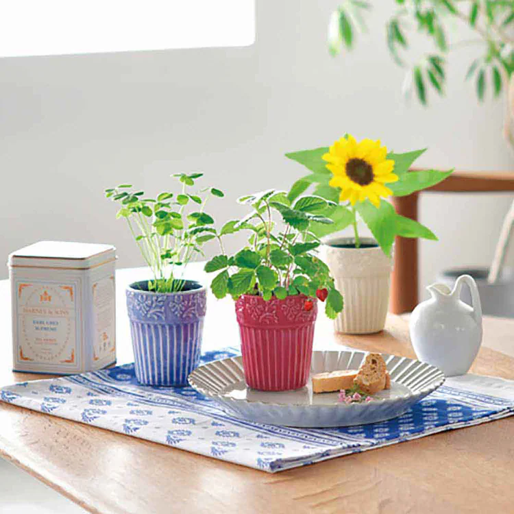 【3種セット】グレイス ガーデン(ワイルドストロベリー・ミニヒマワリ・四つ葉のクローバー) 【プラザセレクト】