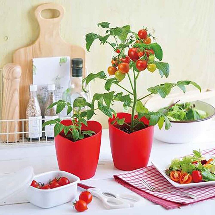 ハートマト栽培キット GD-1032 【プラザセレクト】