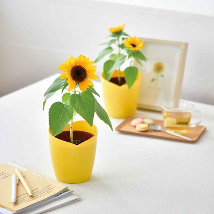 ひまわり栽培キット GD-1033 【プラザセレクト】