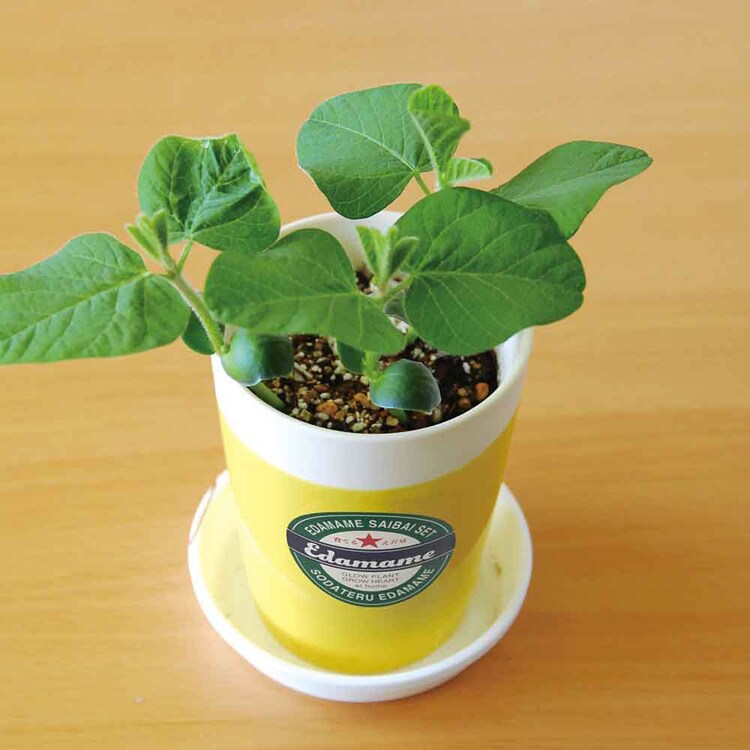 育てるえだ豆栽培セット GD-979  GD-995【プラザセレクト】