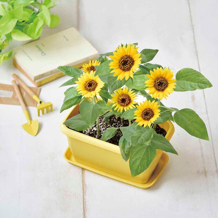 エンジョイプランター GD-1044 GD-93101 GD-93102 GD-93201 【プラザセレクト】