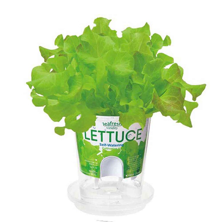 フレッシュフィール GD-81901  GD-81902 GD-81903 GD-81904 GD-81906 【プラザセレクト】