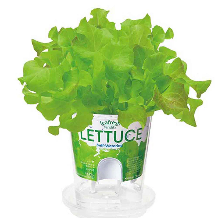 【5種セット】フレッシュフィール(ラディッシュ・サラダホウレンソウ・レタス・ベビーリーフミックス・ミニトマト) 【プラザセレクト】