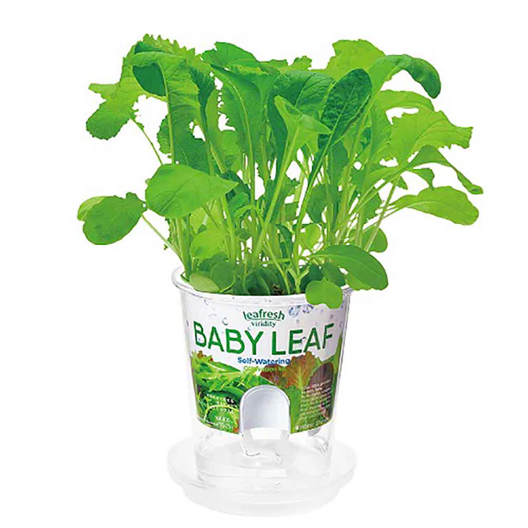 【5種セット】フレッシュフィール(ラディッシュ・サラダホウレンソウ・レタス・ベビーリーフミックス・ミニトマト) 【プラザセレクト】