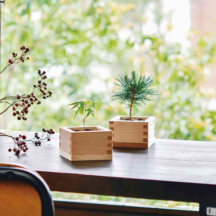 ソダテマス 盆栽栽培セット 黒松 GD-84601 【プラザセレクト】