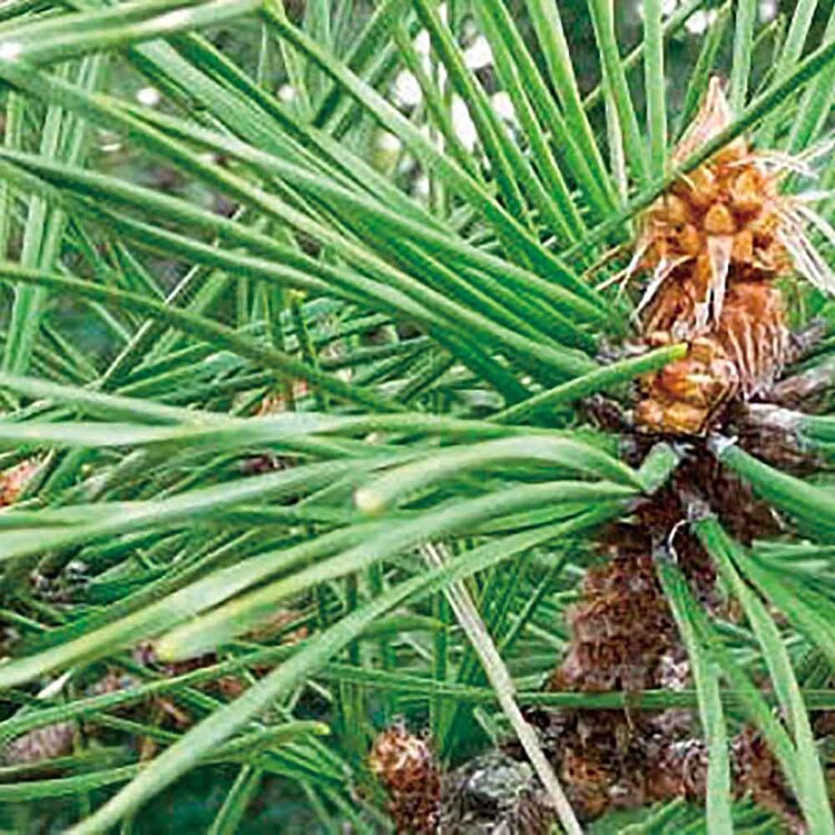 ソダテマス 盆栽栽培セット 黒松 GD-84601 【プラザセレクト】