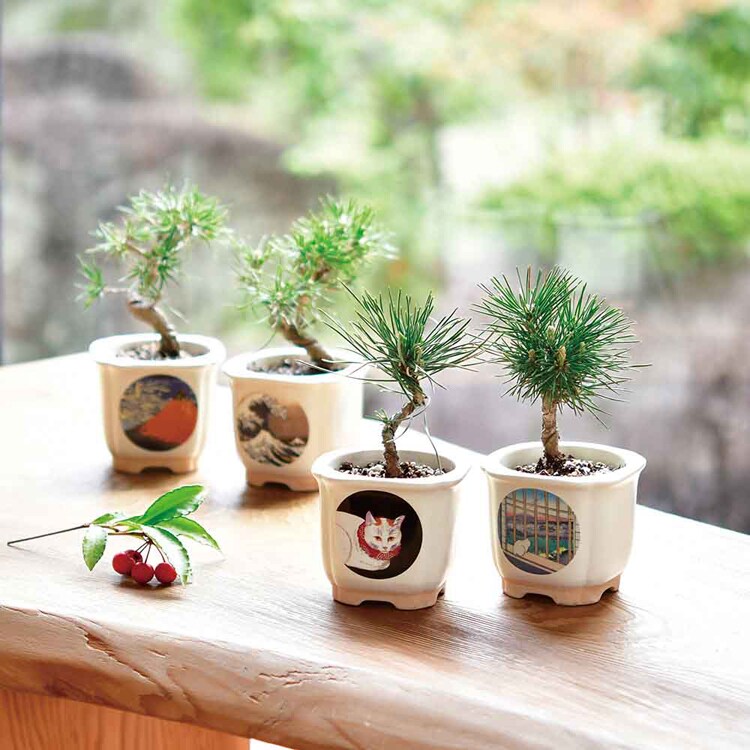 JAPANESE BONSAI 松 GD-64003  GD-64004  GD-64005  GD-64006 【プラザセレクト】