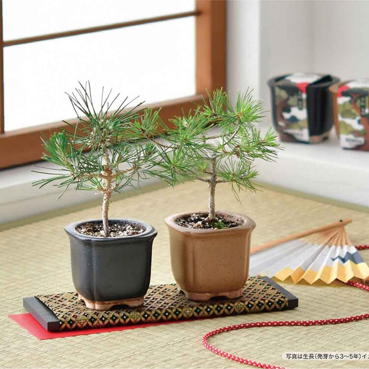 The BONSAI 栽培セット GD-99201 黒松 7290126 │アイリスオーヤマ公式