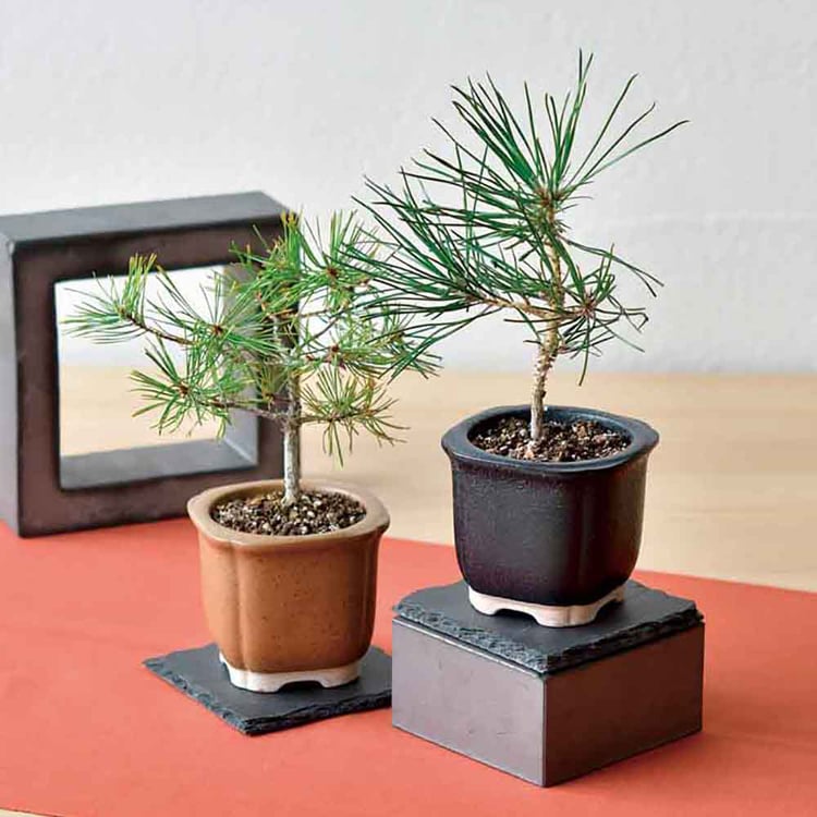 The BONSAI 栽培セット GD-99201 黒松 7290126 │アイリスオーヤマ公式