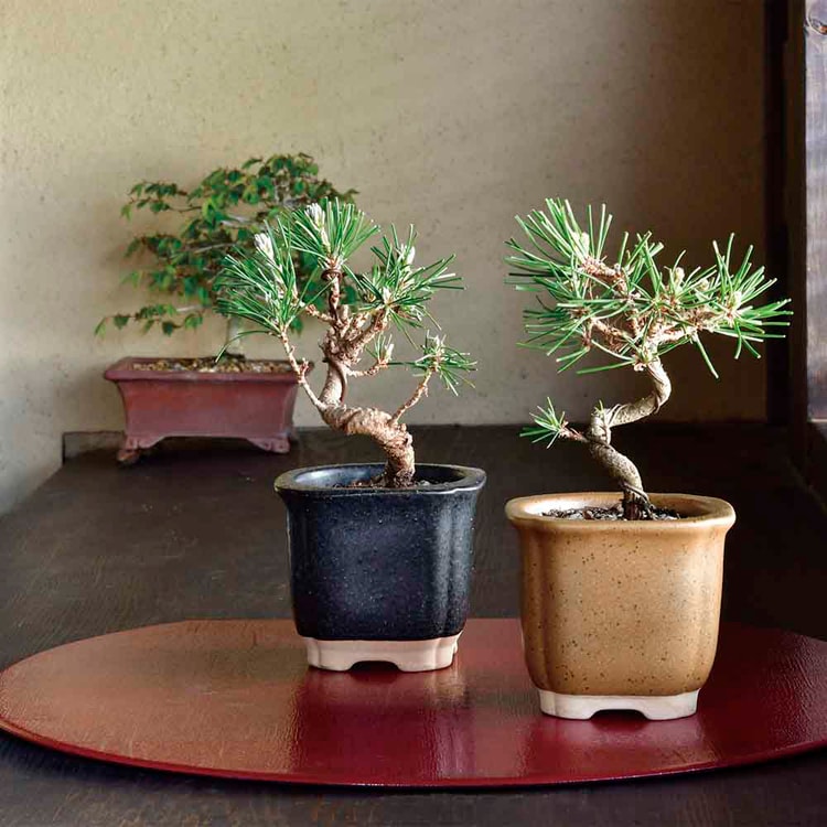 赤松盆栽 期間限定 The BONSAI 栽培セット GD-99201 黒松 7290126 │アイリスオーヤマ公式