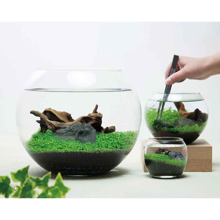 育てる水草(L) GD-813 【プラザセレクト】