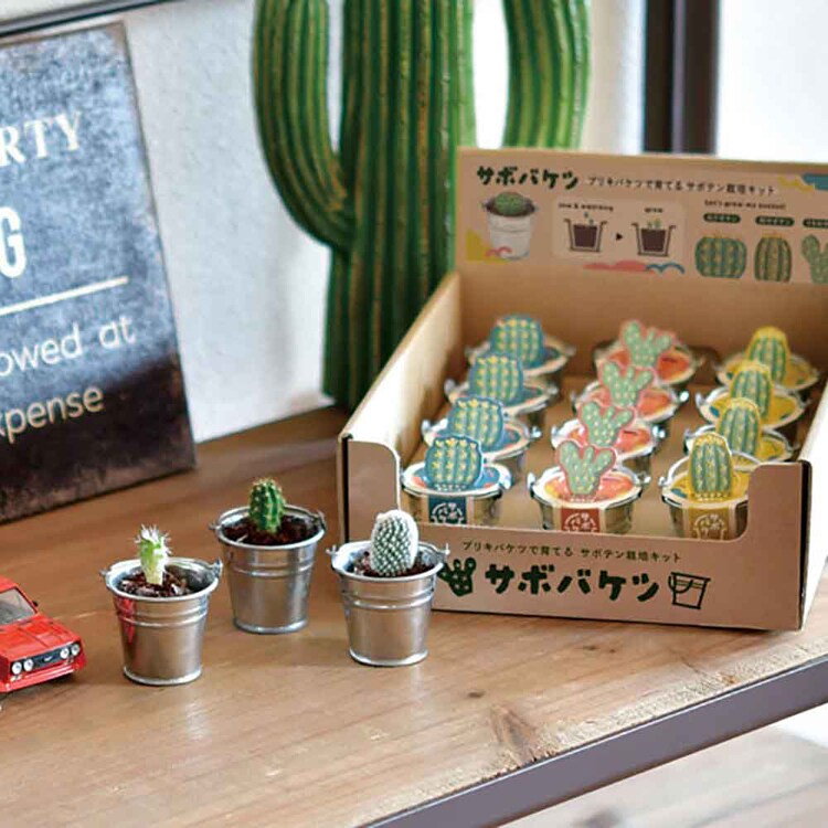 サボバケツ栽培キット GD-103401 丸サボテン【プラザセレクト