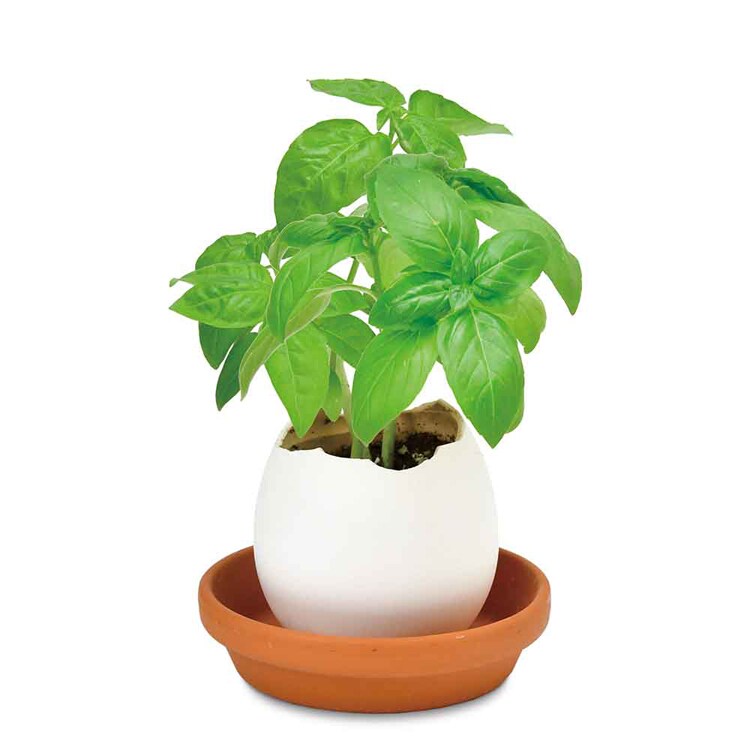 エッグリング エコ EG-6001  EG-6002  EG-6003  EG-6004 【プラザセレクト】