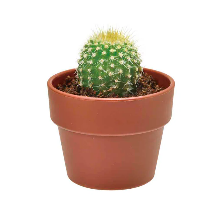 育てるカプセル サボテン GD-921 【プラザセレクト】